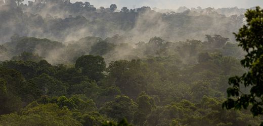 Peru: US-Bürger stirbt nach psychedelischem Ayahuasca-Ritual im Amazonasgebiet