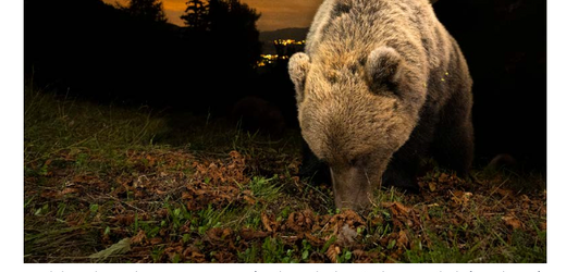 Braunbären in den Alpen breiten sich aus: Aktionsplan soll für Sicherheit sorgen