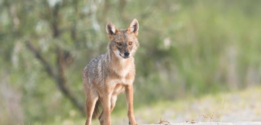 Sylt: Goldschakal reißt weitere Lämmer – Abschuss vorbereitet
