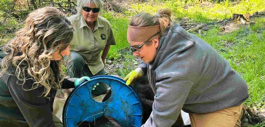 Michigan: Bär nach zwei Jahren von Plastikdeckel befreit