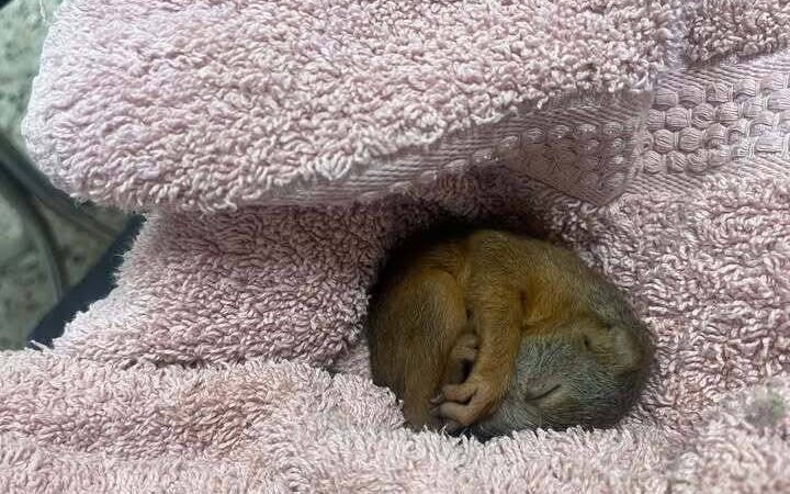 Einsatz in der Nacht: Mettmanner Feuerwehr rettet junges Eichhörnchen