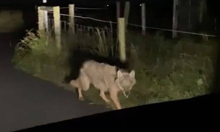 Mutmaßlicher Wolf auf Weseler Deich gefilmt: „Es war kein komischer Hund, sondern ein Wolf“