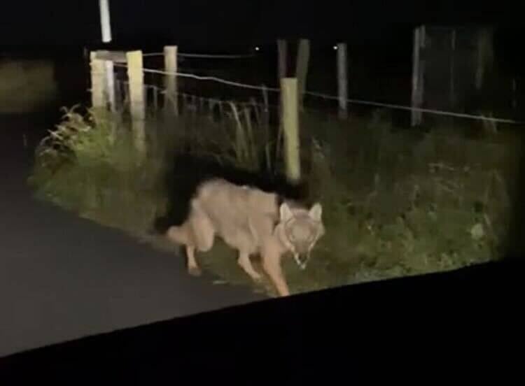 Mutmaßlicher Wolf auf Weseler Deich gefilmt: „Es war kein komischer Hund, sondern ein Wolf“