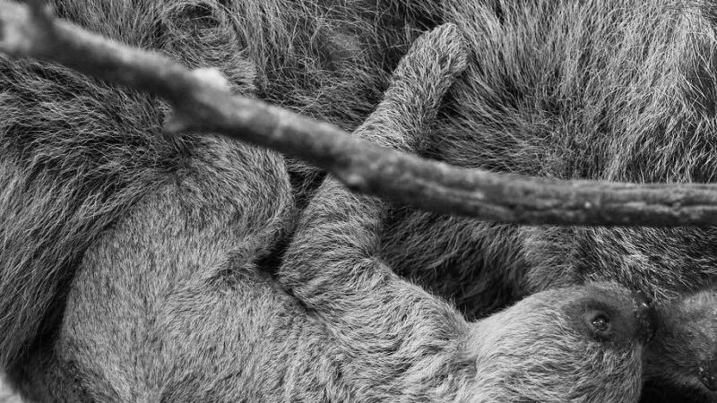 Todesfall im Krefelder Zoo: Nachwuchs von Rekordfaultier Jan überraschend gestorben