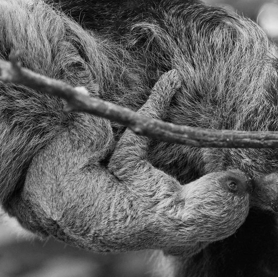 Todesfall im Krefelder Zoo: Nachwuchs von Rekordfaultier Jan überraschend gestorben