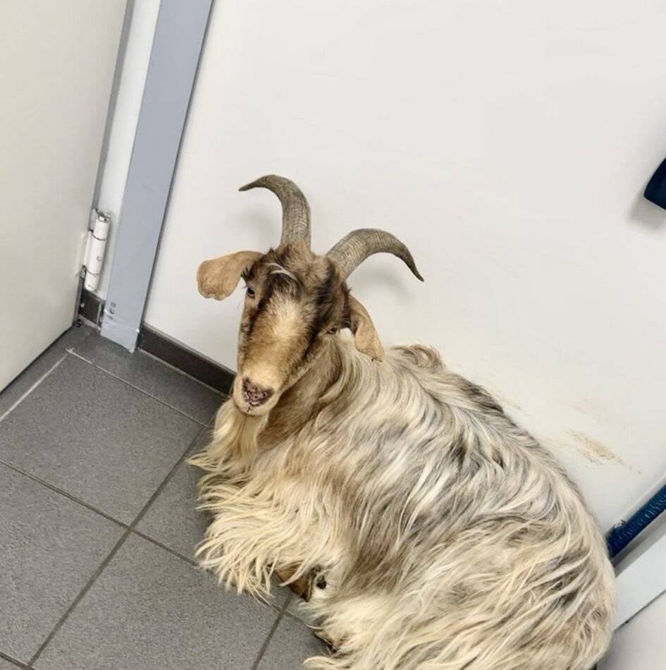 Tierischer Einsatz in Dinslaken: Ziegenbock entspannt in Tankstelle – Polizei mit Bitte an Besitzer