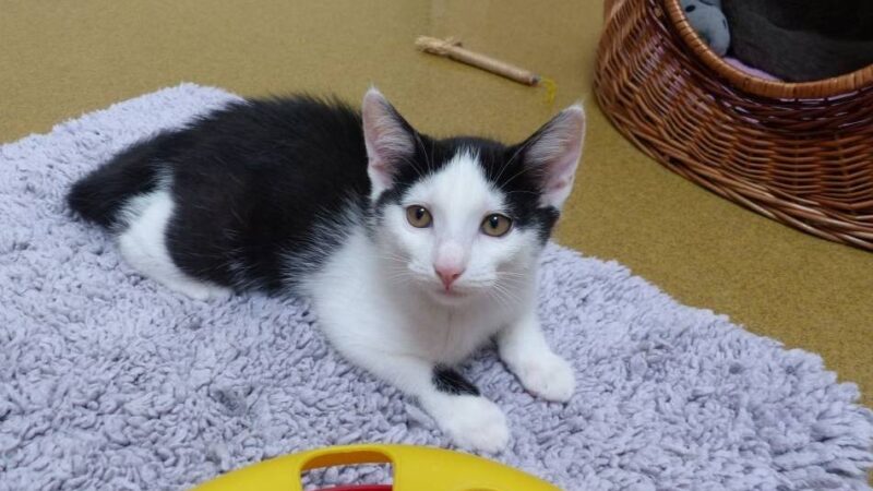 Paul und Paulinchen: Katzenkinder im Doppelpack