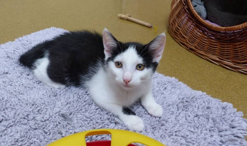 Paul und Paulinchen: Katzenkinder im Doppelpack