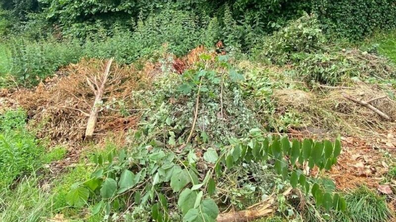 In Langenfeld und Monheim: Grünschnitt im Wald zu entsorgen, ist verboten