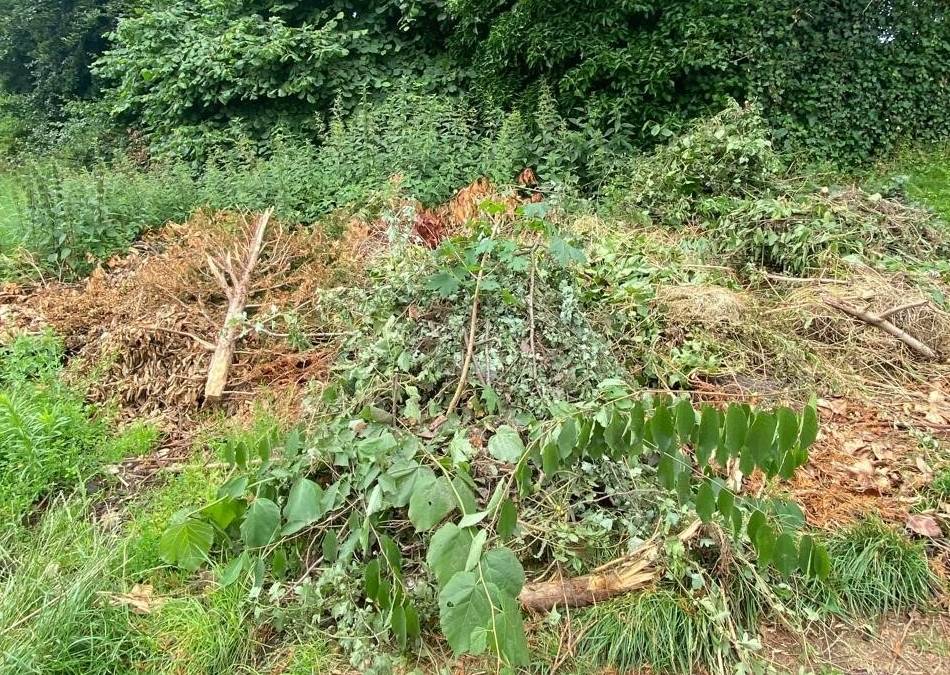 In Langenfeld und Monheim: Grünschnitt im Wald zu entsorgen, ist verboten