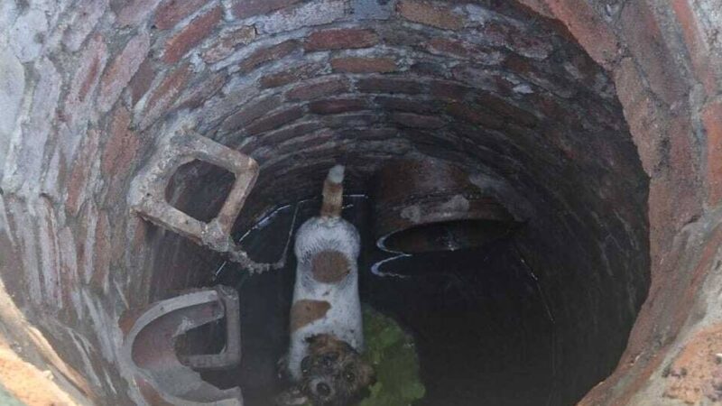Tierischer Einsatz in Dinslaken: Hundegebell aus einem Gully – bei der Rettung erlebt die Feuerwehr eine Überraschung