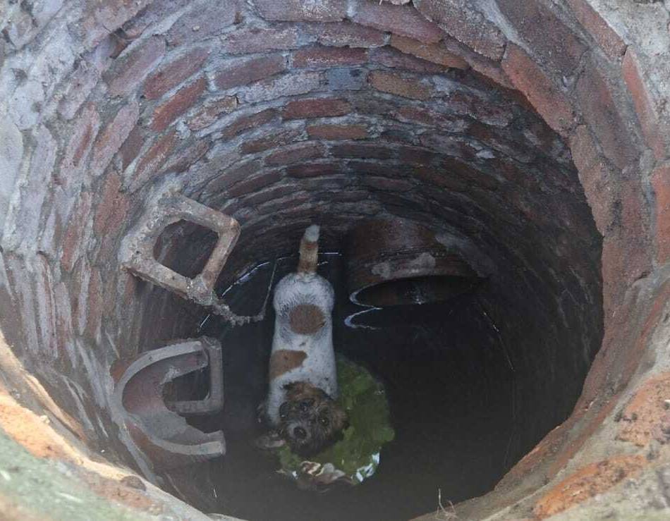 Tierischer Einsatz in Dinslaken: Hundegebell aus einem Gully – bei der Rettung erlebt die Feuerwehr eine Überraschung