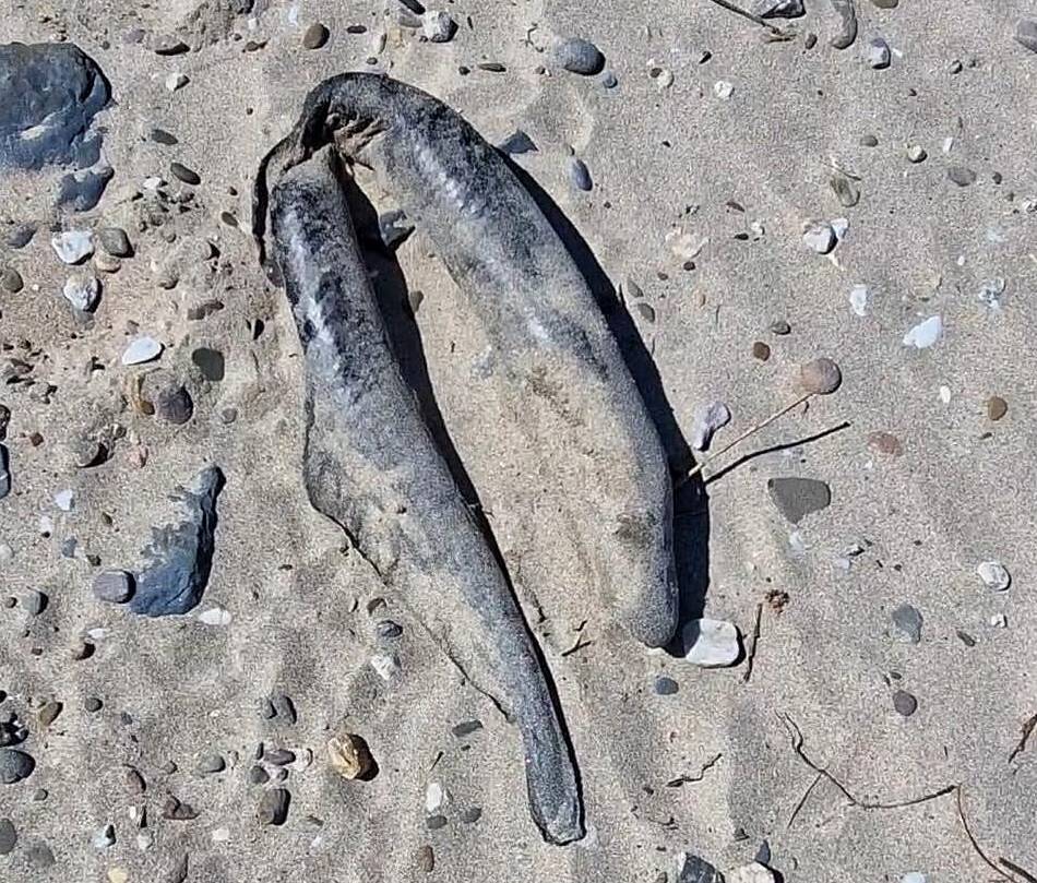 Rhein im Kreis Kleve: Naturschützer in Sorge wegen mehr toter Aale