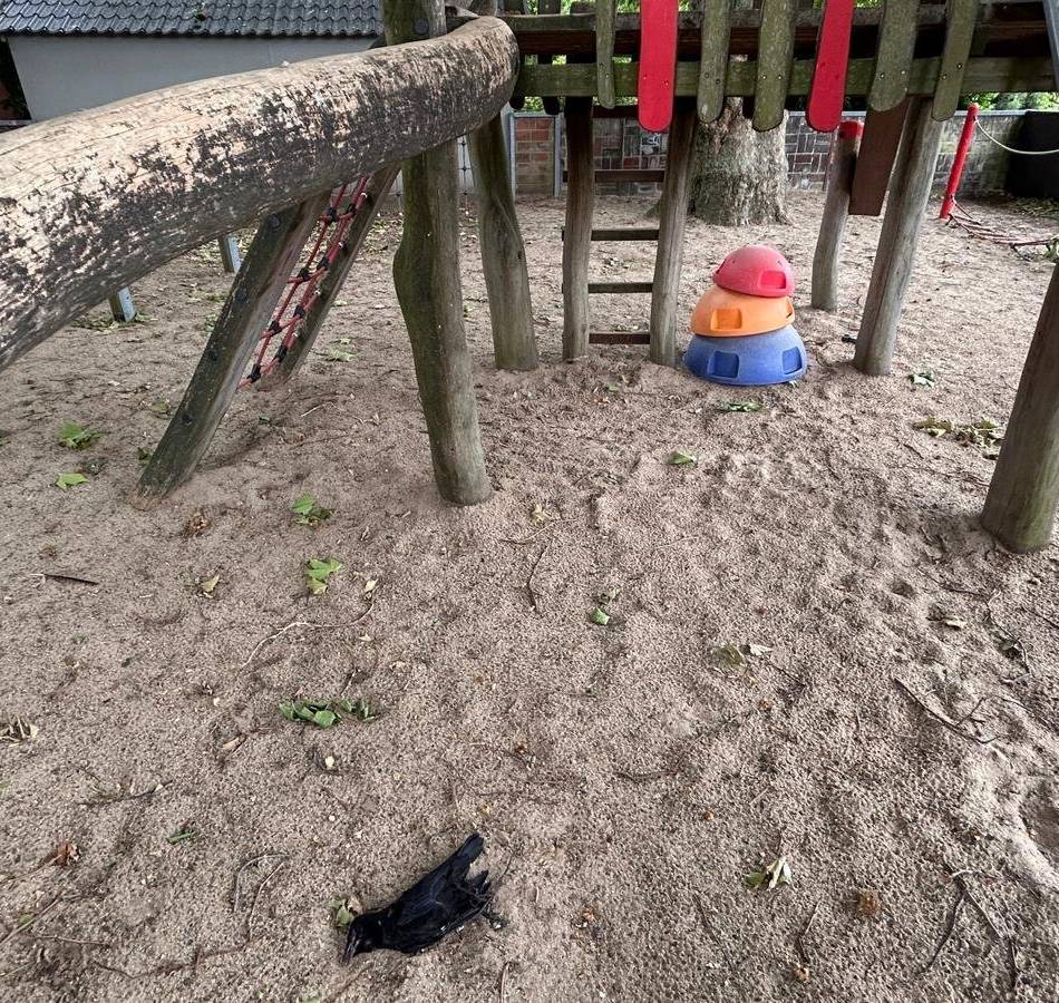 Kita St. Mariä Himmelfahrt in Rheinberg: Stadt will bei Krähen-Plage helfen