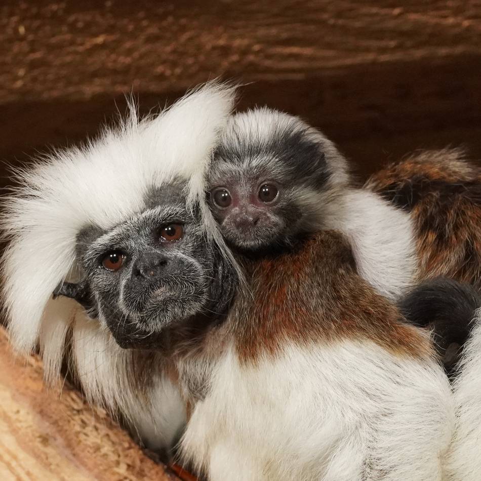 Vom Aussterben bedrohte Art: Seltenes Affen-Baby im Klever Tiergarten geboren