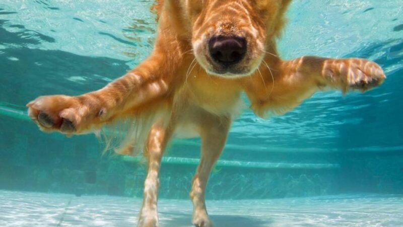 Tierschützer aus Weeze warnen: Das Schwimmbecken als tödliche Falle für den Hund