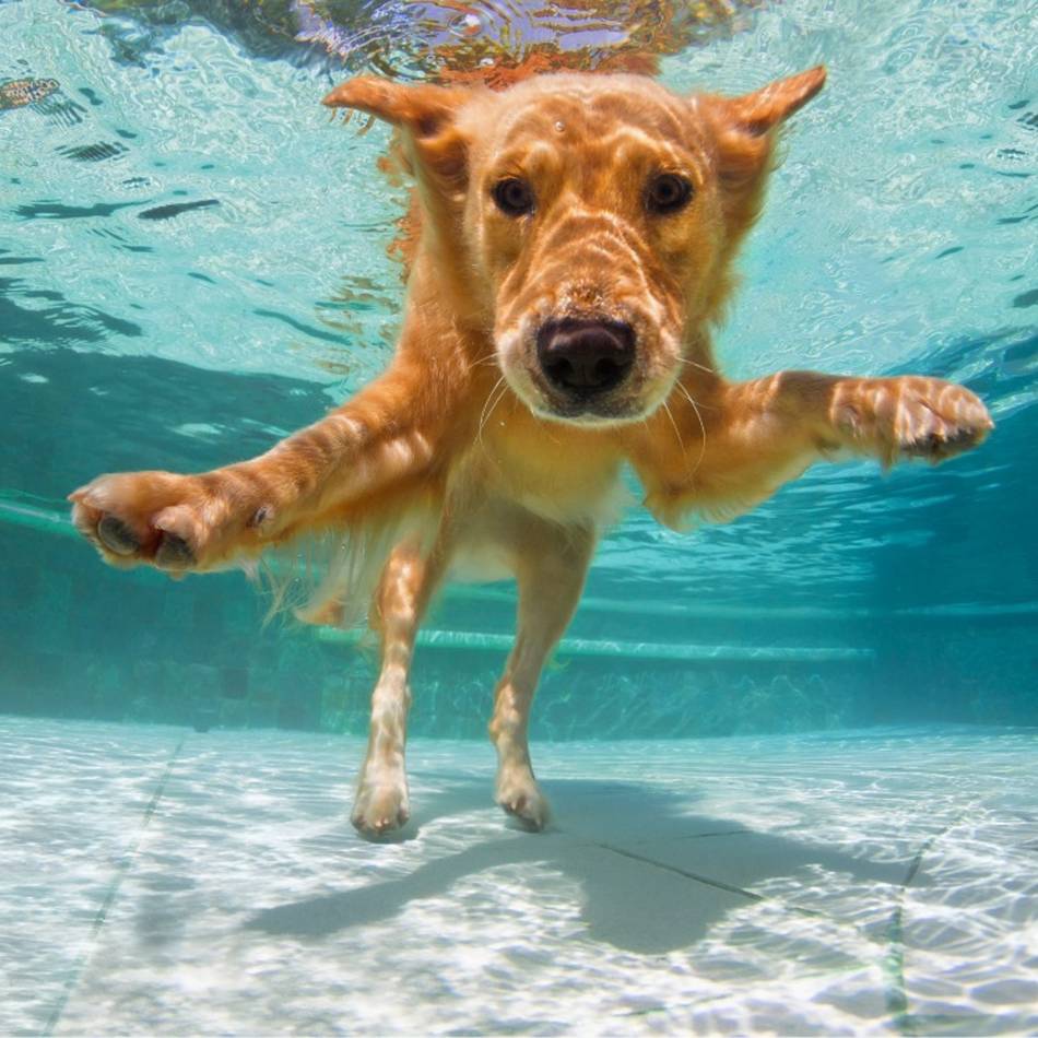 Tierschützer aus Weeze warnen: Das Schwimmbecken als tödliche Falle für den Hund