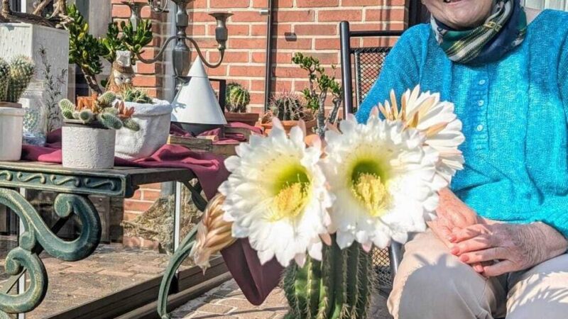 Margret Compans aus Kaldenkirchen ist leidenschaftliche Kakteensammlerin: Nach 28 Jahren hat ihr Kaktus zum ersten Mal geblüht