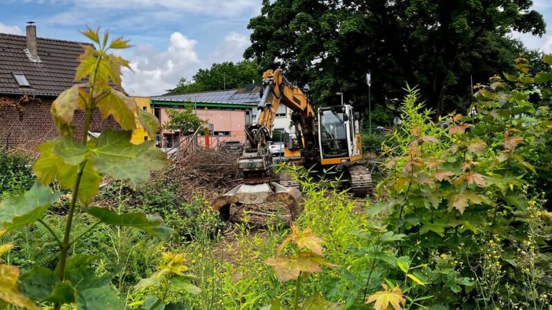 Tierfreunde tragen Sieg davon: Baustopp verhindert Igel-Armageddon in Dormagen