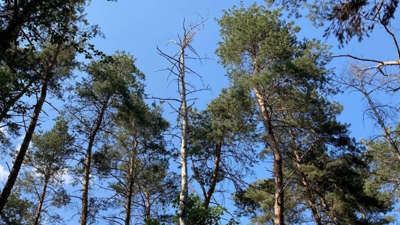 Biotopverbund für Dormagen: Masterplan Grün legt über 50 Maßnahmen für Artenvielfalt vor