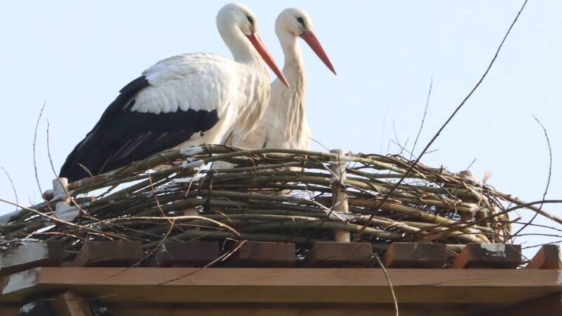 Nest in Neuss aufgegeben: Trauriges Ende der Storch-Ansiedlung am Kinderbauernhof