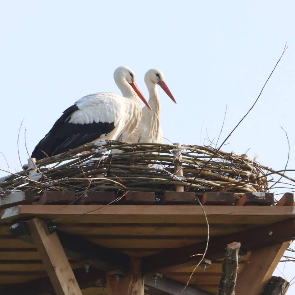 Nest in Neuss aufgegeben: Trauriges Ende der Storch-Ansiedlung am Kinderbauernhof