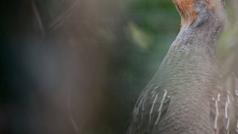 Vertragsnaturschutz im Kreis Viersen: Einsatz von Landwirten für den Naturschutz wird belohnt