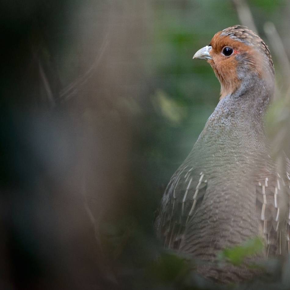 Vertragsnaturschutz im Kreis Viersen: Einsatz von Landwirten für den Naturschutz wird belohnt