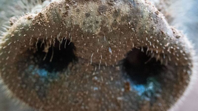 Tödlicher Krankheitserreger für Tiere breitet sich aus: Vorbereitung auf ersten Fall der Afrikanischen Schweinepest in Mönchengladbach