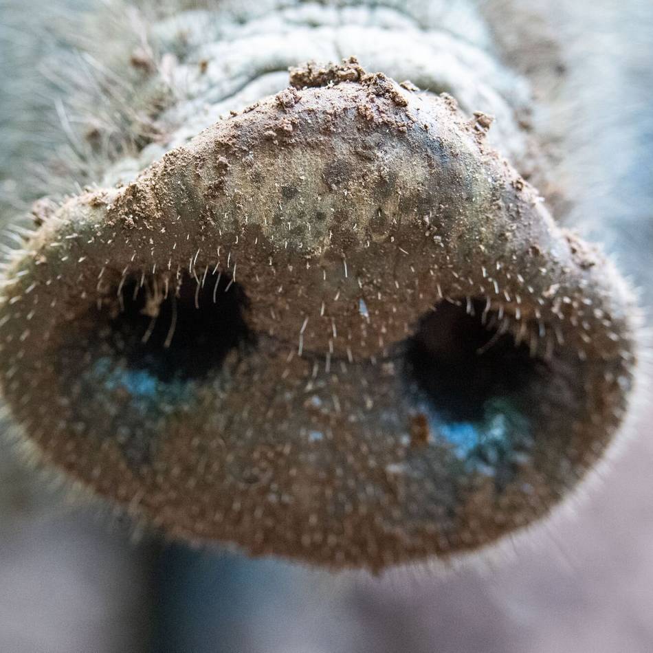 Tödlicher Krankheitserreger für Tiere breitet sich aus: Vorbereitung auf ersten Fall der Afrikanischen Schweinepest in Mönchengladbach