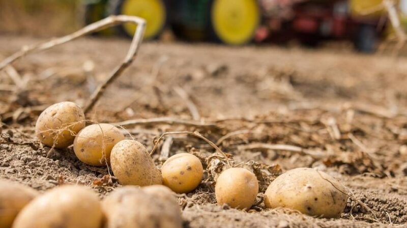 Kaarster Ortslandwirt über Bedrohung durch Zikade: „Wir hoffen alle, dass sie nicht zu uns kommen“