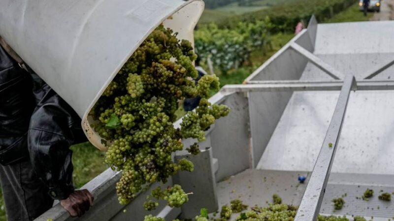 In Partnerstadt von Neuss: Prozess um „Weinlese der Schande“ in Frankreich gestartet