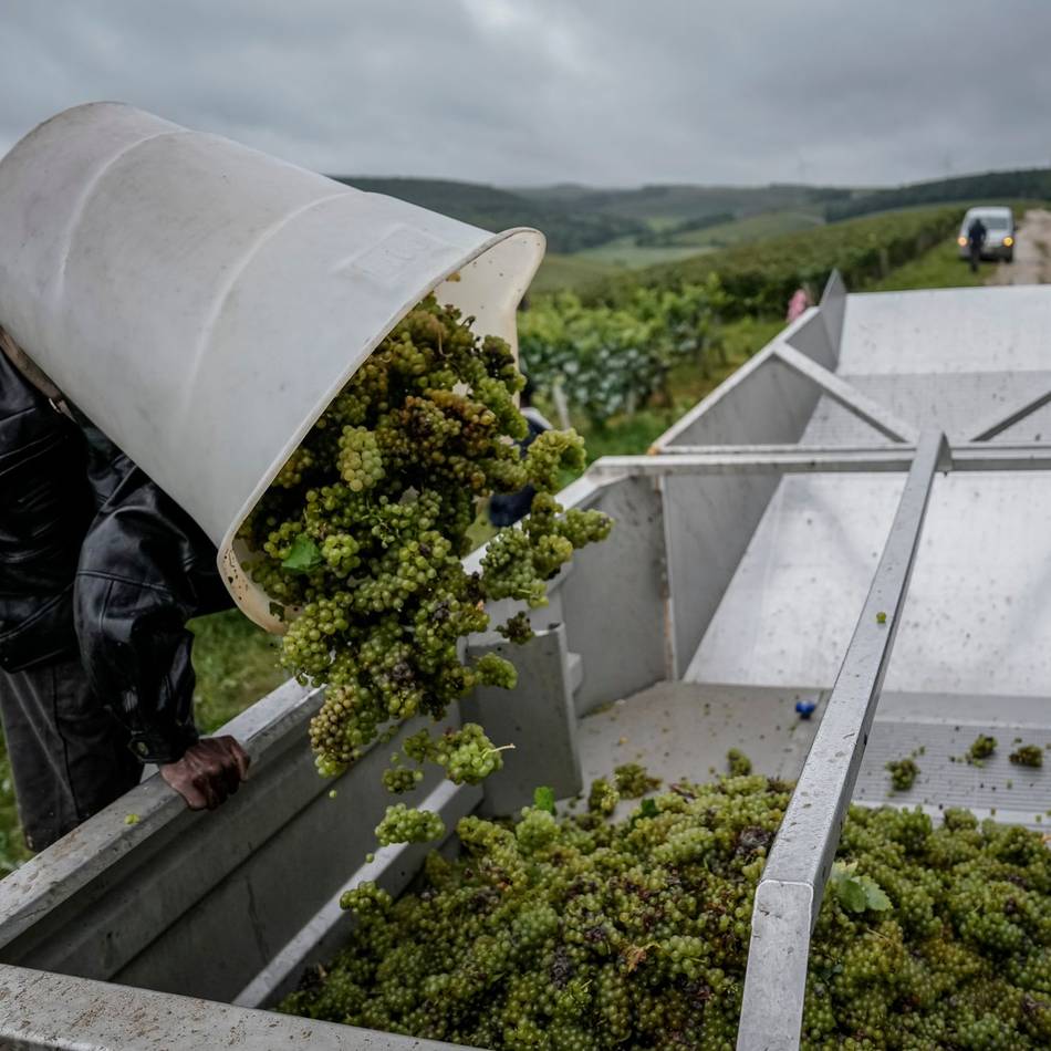In Partnerstadt von Neuss: Prozess um „Weinlese der Schande“ in Frankreich gestartet