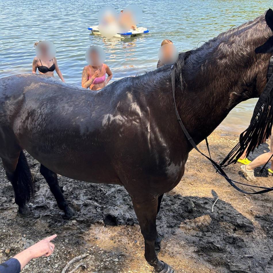 Einsatz für Radevormwalder Feuerwehr auf Hückeswagener Gebiet: Feuerwehr rettet erschöpftes Pferd aus der Talsperre