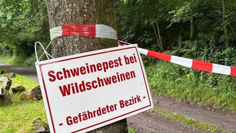 Seuchengefahr im Bergischen Land: Veterinäramt warnt vor Afrikanischer Schweinepest