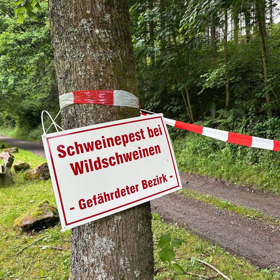 Seuchengefahr im Bergischen Land: Veterinäramt warnt vor Afrikanischer Schweinepest