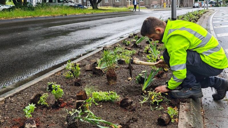 Nach Kahlschlag in Viersen: Freiheitsstraße wird wieder grün