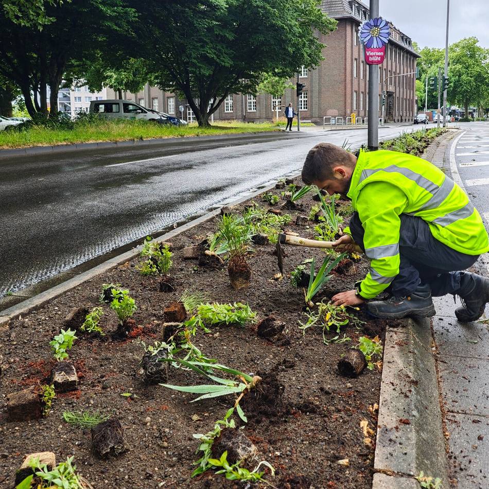 Nach Kahlschlag in Viersen: Freiheitsstraße wird wieder grün