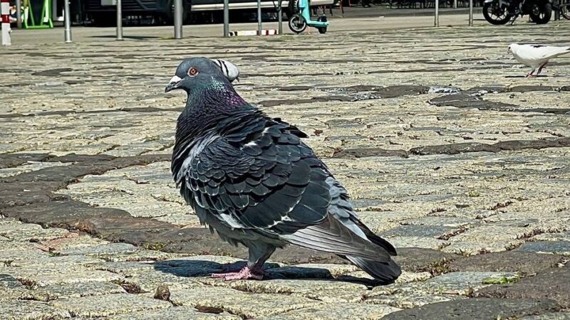 Mönchengladbacher Politiker fordern Lösung: Stadt soll sich um Tauben-Problem kümmern