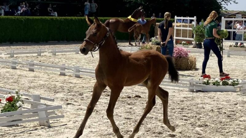 5. Fohlenschau Mittlerer Niederrhein auf der Reitanlage Hülsmann: Sportnachwuchs bei Fohlenschau in Willich vorgestellt