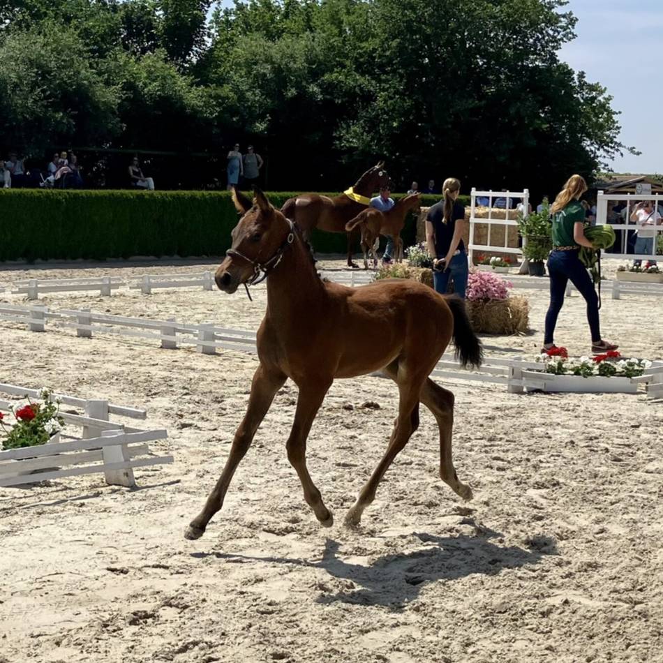 5. Fohlenschau Mittlerer Niederrhein auf der Reitanlage Hülsmann: Sportnachwuchs bei Fohlenschau in Willich vorgestellt