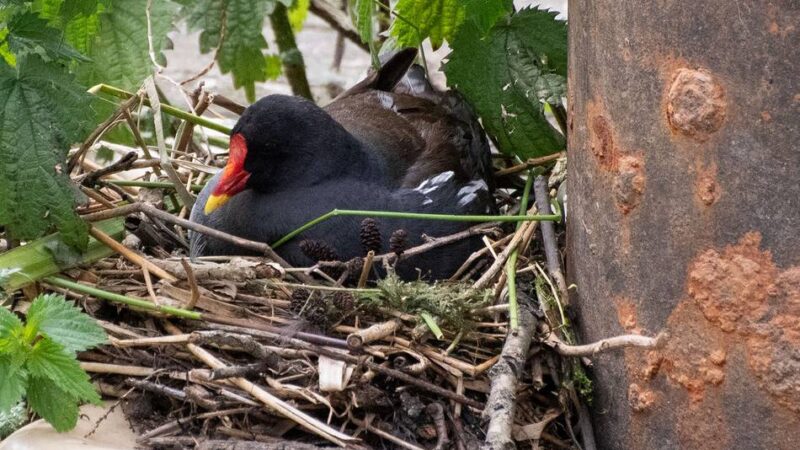 An der Nierswelle: Brütender Wasservogel verhindert Ponton-Sanierung in Goch