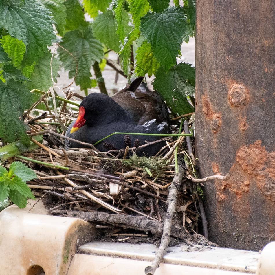 An der Nierswelle: Brütender Wasservogel verhindert Ponton-Sanierung in Goch