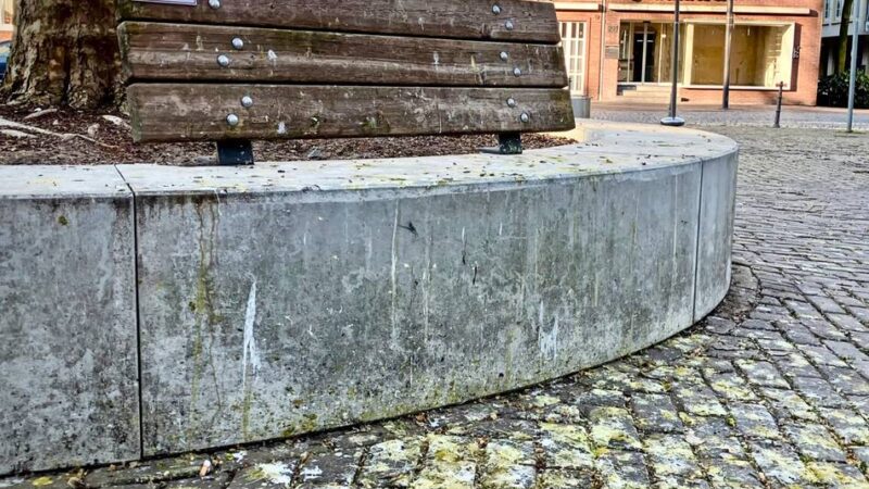 Probleme im Stadtgarten und der City: SPD will Maßnahmen gegen Krähen