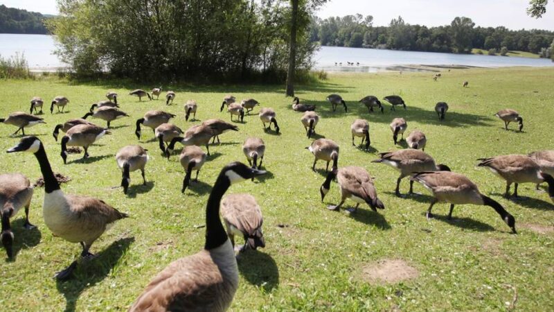 Am Grünen See in Ratingen: Kanadagänse: Bestand wird erfasst