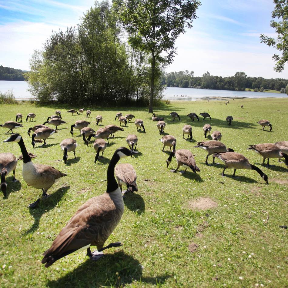 Am Grünen See in Ratingen: Kanadagänse: Bestand wird erfasst