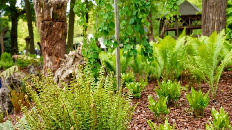 Mystik zwischen Wurzeln: Schlossgärten Arcen eröffnen größten Farngarten der Niederlande