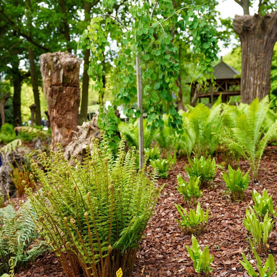 Mystik zwischen Wurzeln: Schlossgärten Arcen eröffnen größten Farngarten der Niederlande