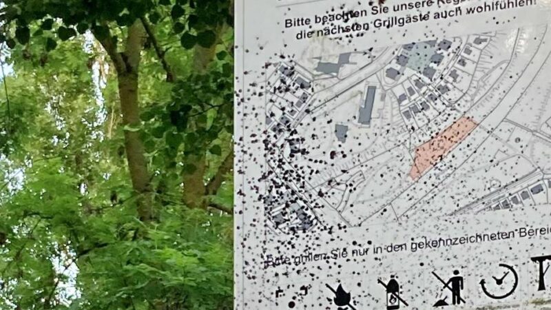 Fünfte öffentliche Fläche in Leverkusen kommt: Politik stimmt Grillen am Rhein in Wiesdorf zu