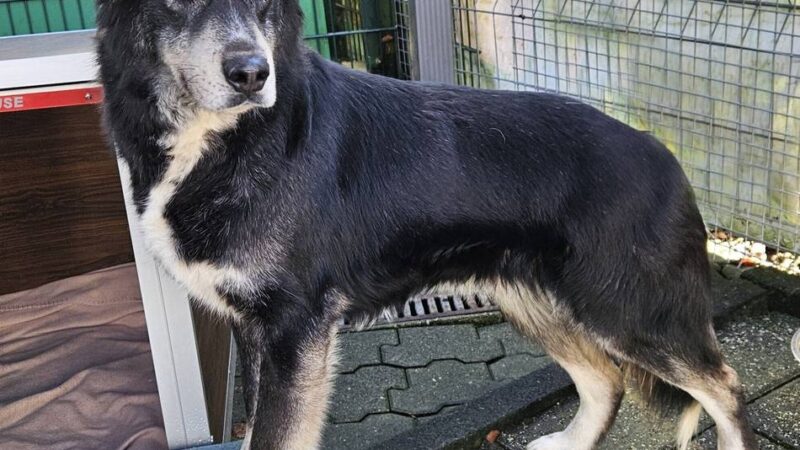 „Tier der Woche“ in Wermelskirchen: „Tomte“ hat seine Zurückhaltung abgelegt